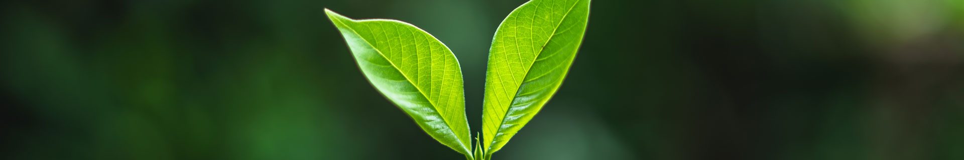 Sustentabilidade